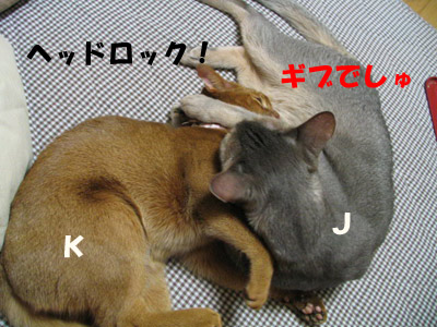 080106c.jpg
