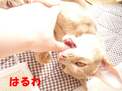 2011_03_22.jpg