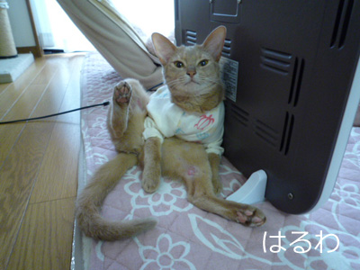 2011_07_22.jpg