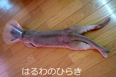 2011_08_01.jpg