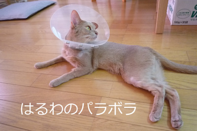 2011_08_02.jpg