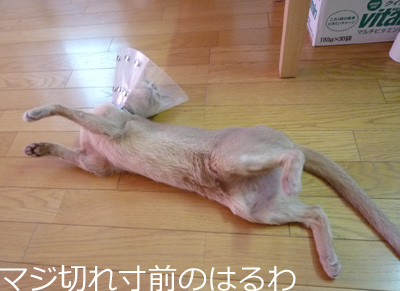 2011_08_03.jpg
